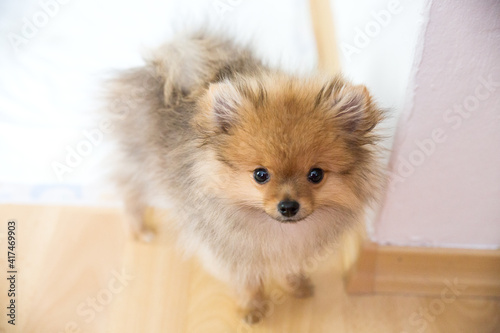 fluffy dog puppy pomeranian staying near a pipi pad