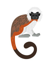 Tamarin Monkey. Cartoon Exotic Primate, Furry Character Of Zoo With White Head And Brown Tail, Vector Illustration Of Cotton Top Tamarin Isolated On White Background