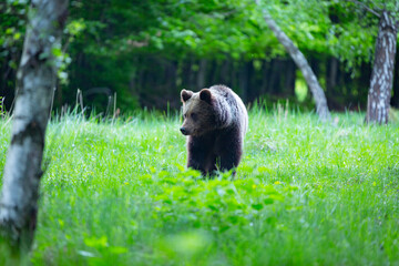 dangerous young brown bear , ursus arctos , walks on mountain meadow. wildlife scenery