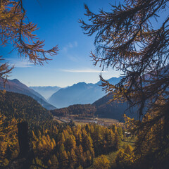 Poster - Beautiful shot through trees to the greenery-covered Bernina Range on an autumn day