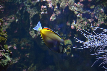Poster - Tropical fish in aquarium, Frankfurt am Main (Germany)