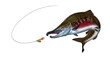 Chum (Dog) Salmon, Keta background jumps out of water, spawning fish, red caviar. Red salmon realistic illustration isolated.