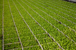  viele junge grüne Salatpflanzen in kisten im gewächshaus einer Gärtnerei