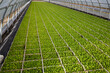  viele junge grüne Salatpflanzen in kisten im gewächshaus einer Gärtnerei