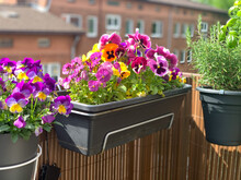 Beautiful Bright Heartsease Pansies Flowers In Vibrant Purple, Violet, And Yellow Color In A Long Flower Pot Hanging On The Balcony Fence, Spring Beautiful Balcony Flowers High Angle View