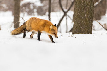 Wall Mural - Red fox in Canadian winter