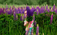 Funny Girl 5 Years Old Hid Her Face Behind A Large Bouquet Of Wild-growing Purple Lupins