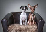 Fototapeta Łazienka - two cute dogs sitting on a leather chair on an isolated background