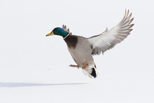 Mallards In Flight In Canadian Winter