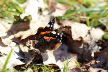 Orange, Brown, Black And White Pattern Butterfly On Brown Leaves