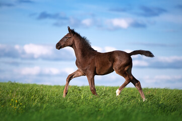 Wall Mural - Beautiful little brown colt sports field against the blue sky. The horse gallops across the field