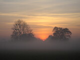 Fototapeta Niebo - Winter sunset, trees silhouetted against the sky and mist forming in the fields