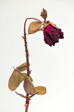 WITHERED RED ROSE ON WHITE BACKGROUND. DRIED FLOWERS FOR DECORATIVE ARTS CONCEPT.