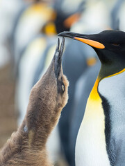 Wall Mural - Feeding a chick in brown plumage. King Penguin on Falkland Islands.