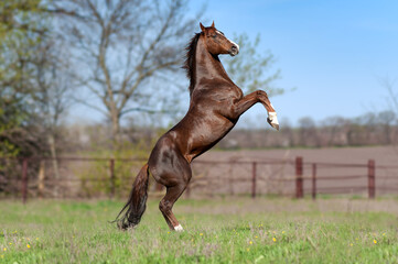 Wall Mural - Beautiful brown stallion on a background of green blurry field in the spring. Horse flaunts worth the candle, jumps.