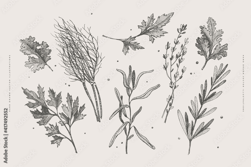 Hand-drawn set of herbs for cooking. Dill, thyme, parsley, rosemary, cilantro, tarragon on a light isolated background. Organic food concept. Vector illustration. - obrazy, fototapety, plakaty 