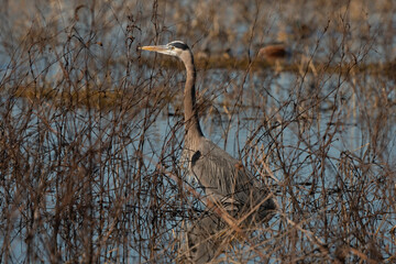 Wall Mural - Great Blue Heron Blending in Deep in the Marsh Reeds