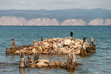 Wall Mural - Lake Baikal with a view of the water stones and birds Cormorant