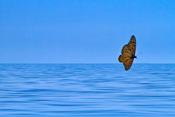 Monarch flying over bright blue ocean with bright blue sky.