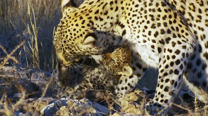 Wall Mural - Beautiful closeup of a female leopard grooming her tiny cub in golden light, Kgalagadi Transfrontier Park. 