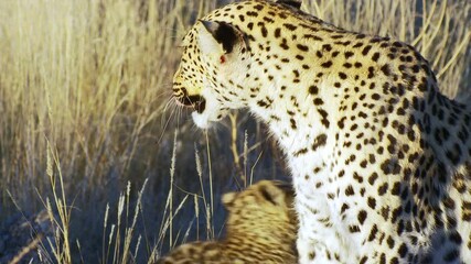 Wall Mural - Closeup of a tiny leopard cub hugging its mother in golden light, Kgalagadi Transfrontier Park. 