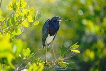 Heron Resting On A Limb, Balancing In Strong Wind On Mangrove Brush In Florida Wetland