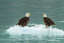 USA, Alaska, Glacier Bay National Park, Margerie Glacier. Close-up Of Two Eagles Floating On Iceberg.