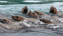 USA, Alaska, Inian Islands. Young Stellar Sea Lions Swimming.
