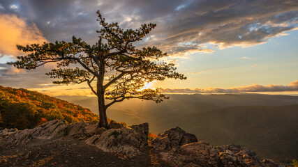 Wall Mural - Autumn sunset on the Blue Ridge Parkway at the Ravens Roost Overlook - Virginia - lone tree