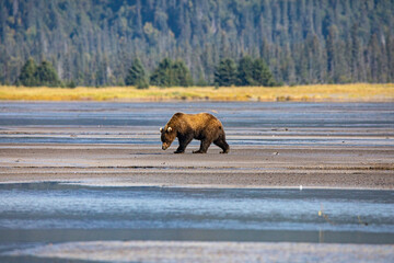 lake clark national park and preserve, cook inlet, kenai peninsula, alaska, coast bear, mudflat