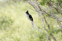 Kruger National Park: Levaillant's Cuckoo
