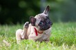 french bulldog puppy scratching its ears in grass