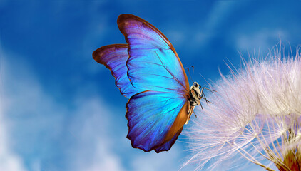 Aufkleber - Natural pastel background. Morpho butterfly and dandelion. Seeds of a dandelion flower on a background of blue sky with clouds. Copy spaces
