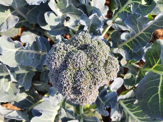 Texture of broccoli  close-up.  Broccoli (Brassica oleracea var italica) is an edible green plant in the cabbage   or Brassicaceae family.Broccoli is a particularly rich source of vitamin C and K.