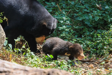 Helarctos malayanus, poor younger brother. And the lovely is walking to its mother.