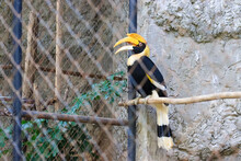 A Hornbill In A Cage With Sad Eyes