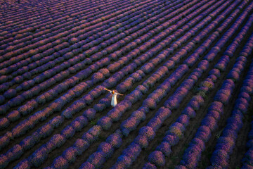 Wall Mural - aerial view of a woman in a white dress, among blooming lavender field at sunset