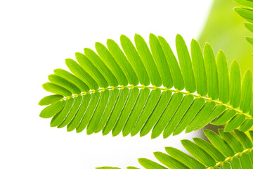 Sesbania grandiflora leaves