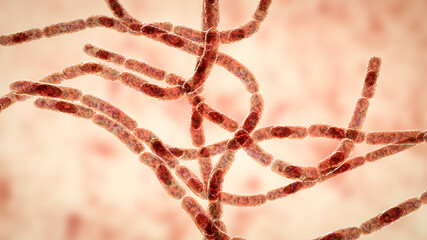 Poster - Bacteria Bacillus anthracis