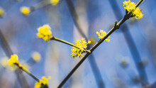Yellow Blossoms On Blue Sky Spring