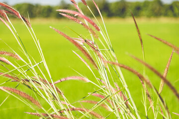 Wall Mural - Pennisetum grass flowers in garden