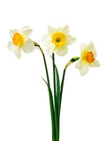 Fototapeta Desenie - Spring floral border, beautiful fresh daffodils flowers, isolated on white background. Selective focus