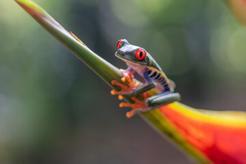 Canvas Print - Red-eyed Tree Frog, Agalychnis callidryas, sitting on the green leave in tropical forest in Costa Rica.