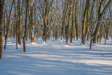 Wall Mural - Sunny day in the frosty forest in the winter season. Landscape with forest and perfect sunlight with snow and clean sky. Beatuful contrast of snow shapes and shadows