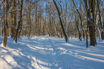 Wall Mural - Sunny day in the frosty forest in the winter season. Landscape with forest and perfect sunlight with snow and clean sky. Beatuful contrast of snow shapes and shadows