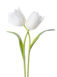 Fototapeta Tulipany - Two white Tulips isolated on white background.