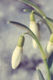 Fototapeta Dmuchawce - White snowdrops flowers in sunny garden . Easter background.