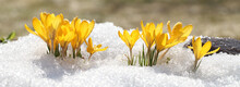 Spring Flowers Grow Under The Snow, A Beautiful Composition For Easter Cards. Yellow Crocuses In The Sun Rose After Winter, Beautiful Primroses Bloom On April Day.