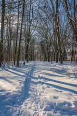 Wall Mural - Sunny day in the frosty forest in the winter season. Landscape with forest and perfect sunlight with snow and clean sky. Beatuful contrast of snow shapes and shadows