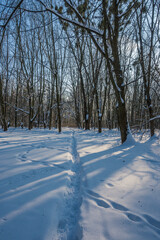 Wall Mural - Sunny day in the frosty forest in the winter season. Landscape with forest and perfect sunlight with snow and clean sky. Beatuful contrast of snow shapes and shadows